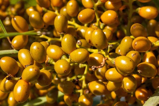 Aceite de argán: Una maravilla natural para el cuidado de la piel y el cabello